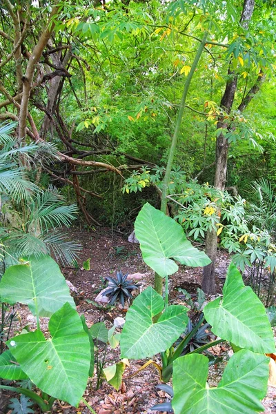 Jungle regenwoud yucatan mexico Midden-Amerika — Stockfoto