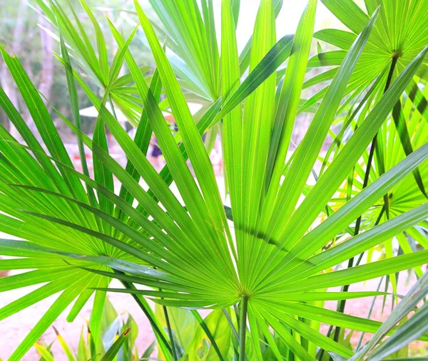 Chit Palm tree leaves in Yucatan rainforest mexico — Stock Photo, Image