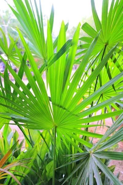 Chit Palm ree deixa em Yucatan floresta tropical méxico — Fotografia de Stock