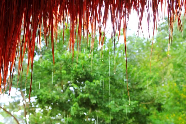 Selva cabaña lluvia en la selva tropical agua cayendo detalle — Foto de Stock