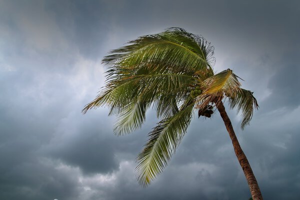 Hurricane tropical storm coconut palm tree leaves