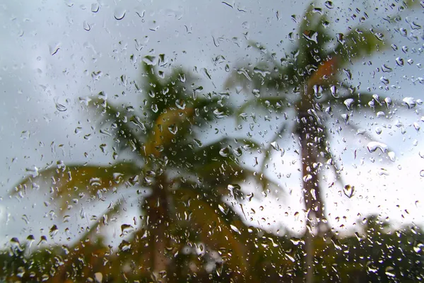 Hurikán tropické bouře palm stromy z uvnitř automobilu — Stock fotografie