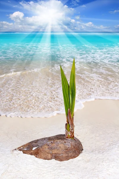 Coconut palm tree sprout grow tropical beach — Stock Photo, Image