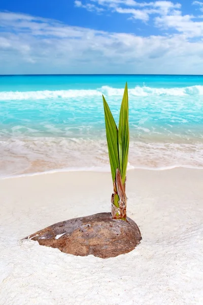 Brote de palmera de coco crecen playa tropical —  Fotos de Stock