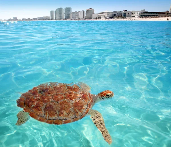 Tortuga verde superficie del mar Caribe Cancún —  Fotos de Stock
