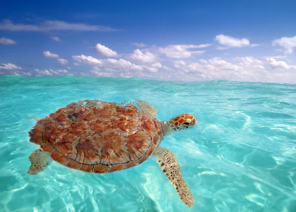 Зеленая черепаха Chelonia mydas Caribbean — стоковое фото