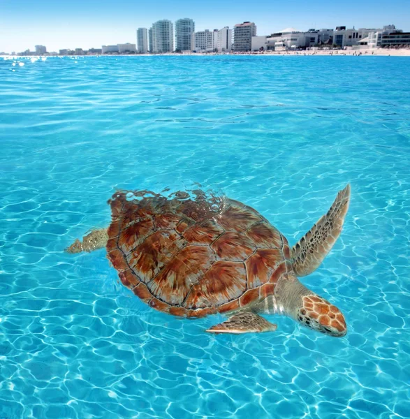 Πράσινη θαλάσσια χελώνα Καραϊβική Θάλασσα επιφάνειας Κανκούν — Φωτογραφία Αρχείου