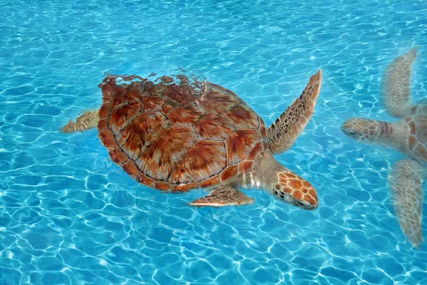 Green sea Turtle Chelonia mydas Caribbean — Stock Photo, Image