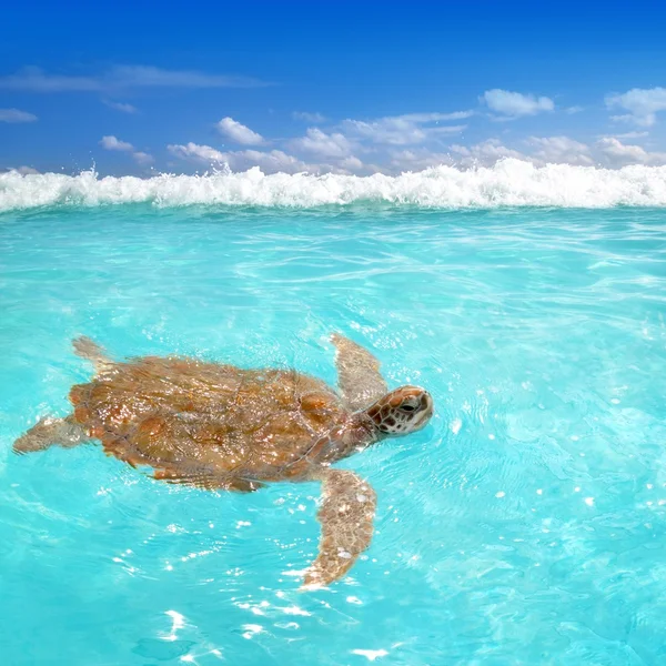 Groene zeeschildpad chelonia mydas Caribisch gebied — Stockfoto