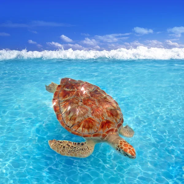 Зелений морська черепаха Chelonia mydas Карибського басейну — стокове фото