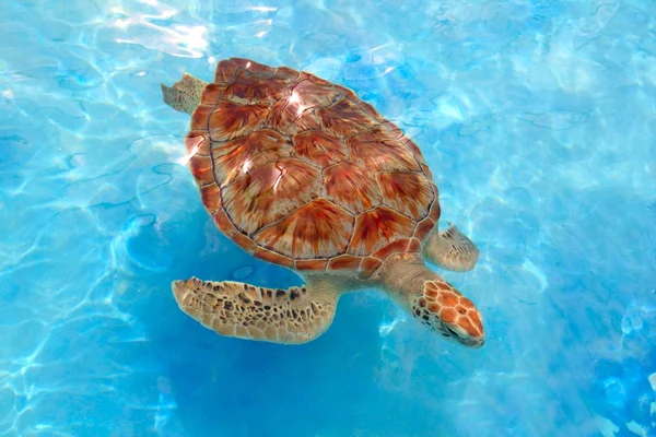 Zelená mořská želva chelonia mydas Karibiku — Stock fotografie