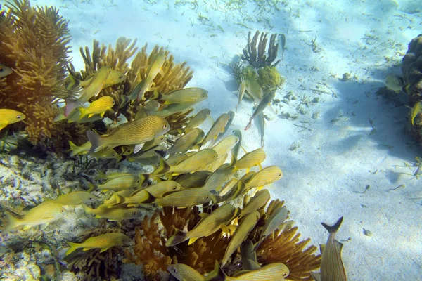 Récif caribéen école de poissons grognement Riviera Maya — Photo