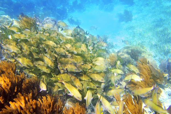 Caribische rifvissen grunt school riviera maya — Stok fotoğraf