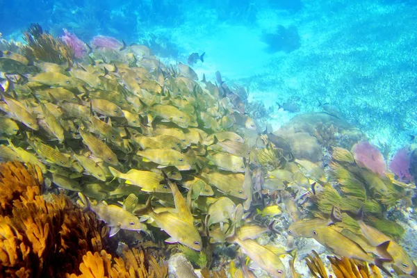 Caribbean reef Grymtfiskar skolan riviera Maya — Stockfoto