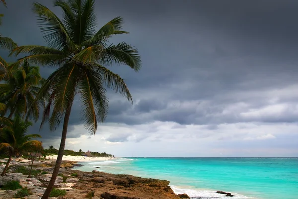 stock image Caribbean stormy day palm trees in Tulum Mexico