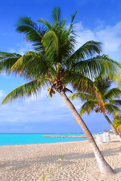 Caribische Noord strand palm bomen isla mujeres mexico — Stockfoto