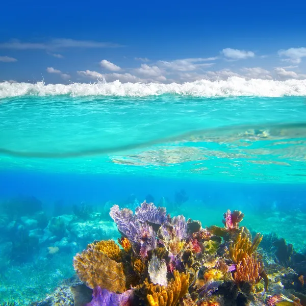 Riviera maya koraal rif onderwater omhoog omlaag waterlijn — Stockfoto