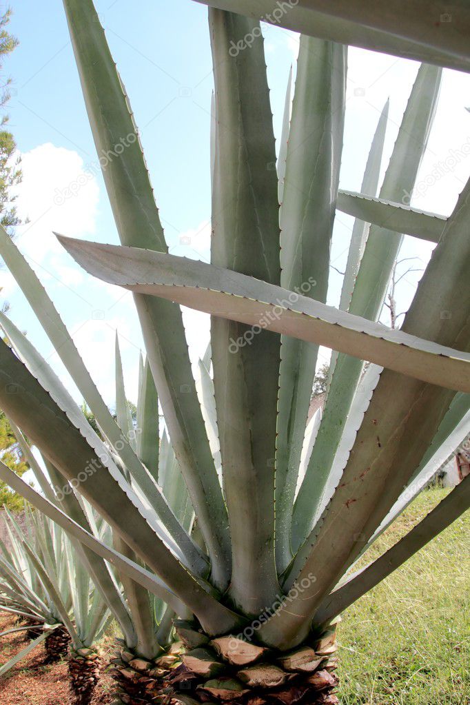 Agave cactus tequilana plant for Mexican tequila