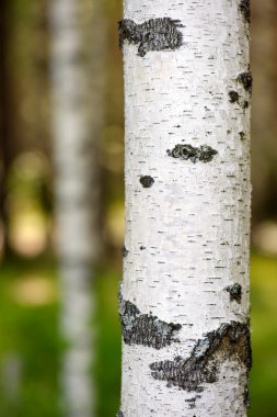 Birch trunk clipart