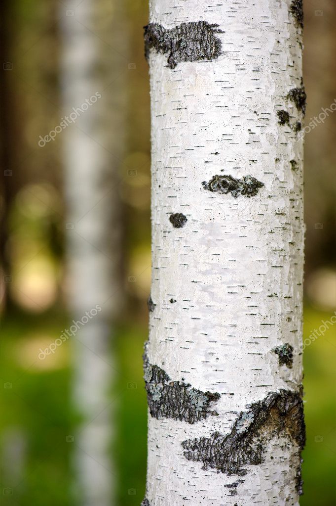 Birch trunk