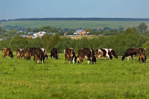 stock image Cows on a meadow