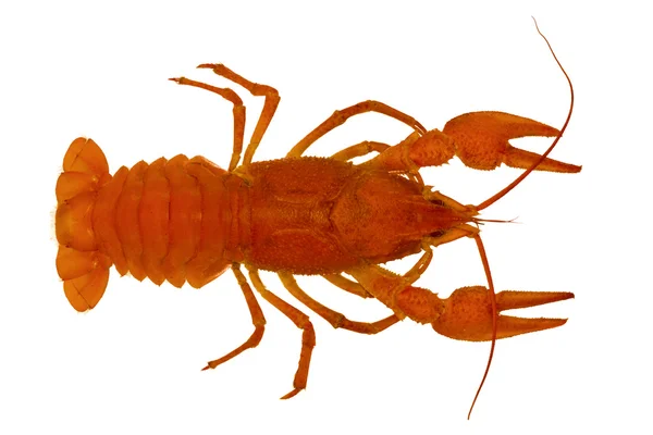 stock image Cooked crayfish