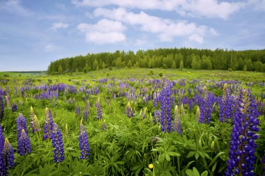 çiçek açması çayır