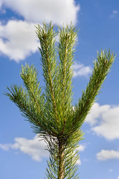 Young pine — Stock Photo, Image