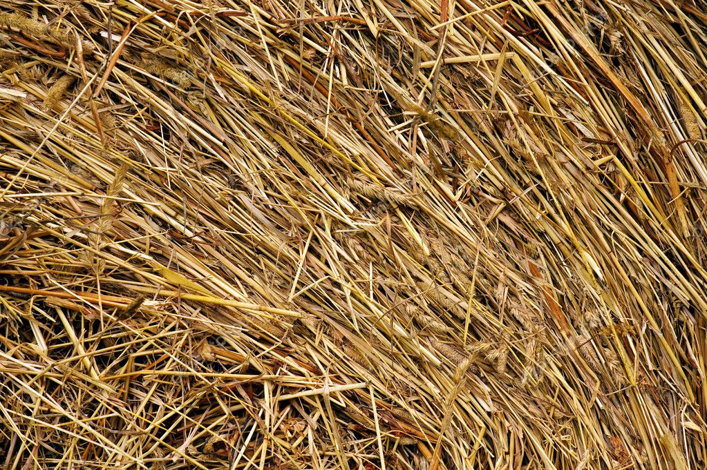 Hay and straw — Stock Photo © alex67 5220380