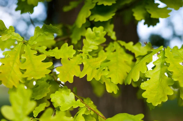 stock image Oak leaves