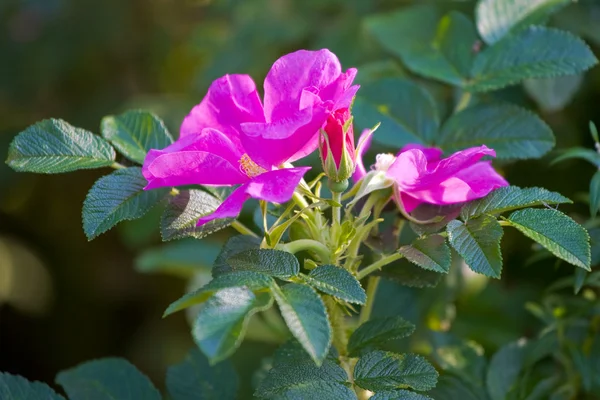 stock image Dog-rose