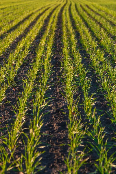 stock image Vertical lines in nature