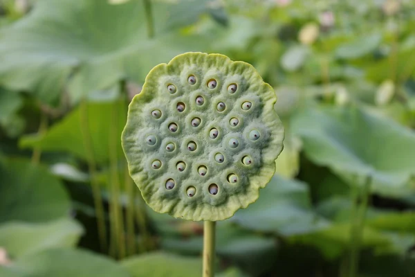 stock image Lotus blossom