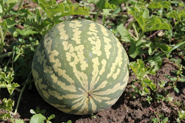 stock image Watermelon