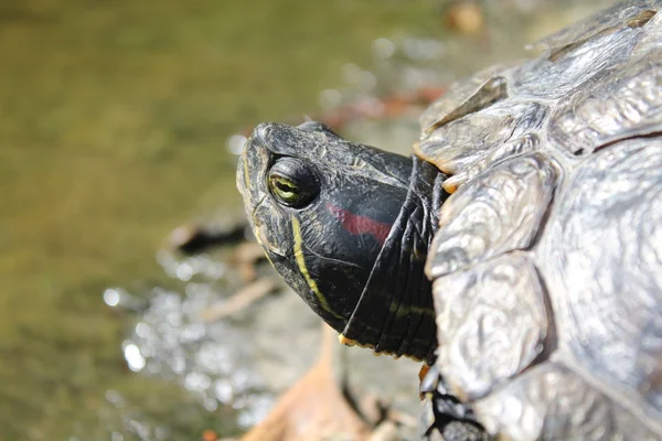 Stock image Turtle head