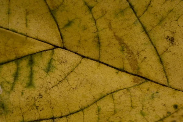 stock image Maple leaf