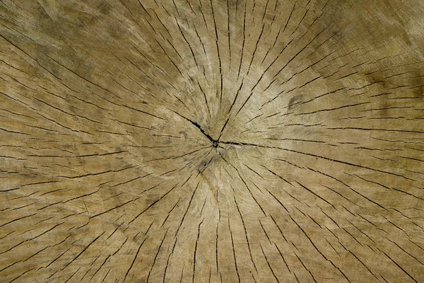 Tree cut — Stock Photo, Image