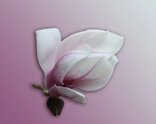 Magnolia blossom med lila bakgrund — Stockfoto