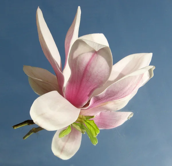 Reflektierte Magnolienblüte — Stockfoto