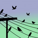 Birds on a telephone wire Stock Vector Image by ©roxanabalint #5221541