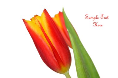 Orange tulip