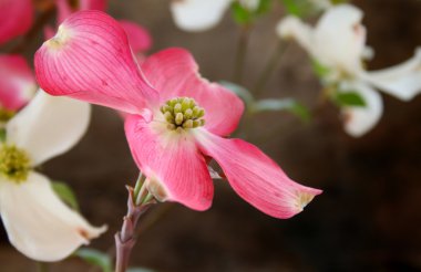 pembe dogwood bloom