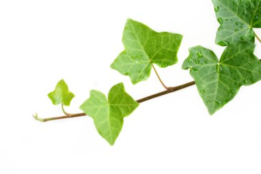 Isolated Ivy Vine clipart