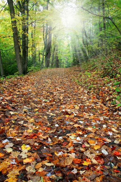 Caminho coberto de folhas — Fotografia de Stock