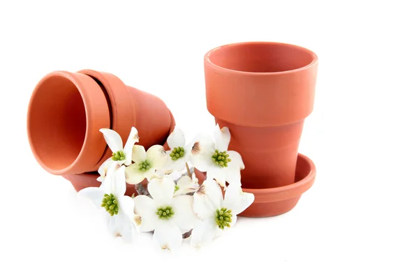Terracotta Pots and Dogwood Blooms — Stock Photo, Image