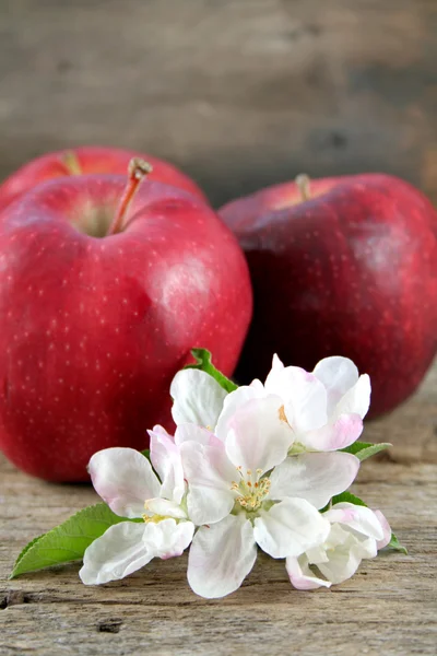 Äpfel und Apfelblüten — Stockfoto