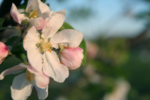 Apple Blossom — Stock Photo, Image
