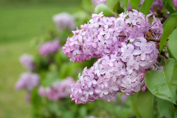Lilac Blooms — Stock Photo, Image