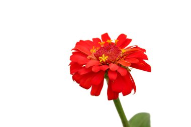 Kırmızı zinnia