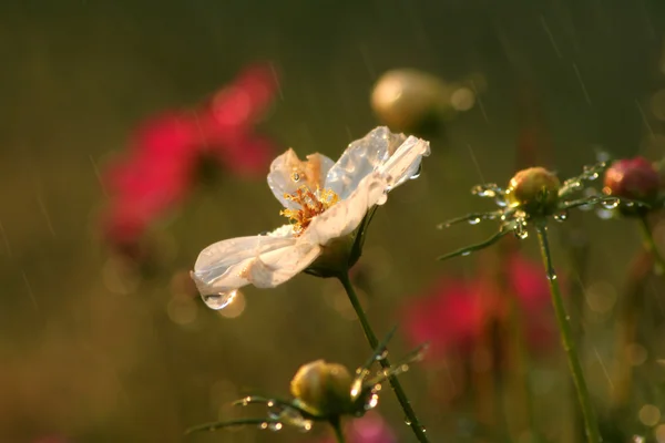 Fleurs sous la pluie — Photo